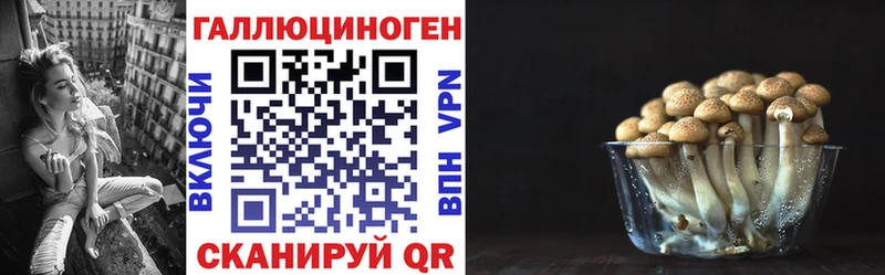 как найти   Курлово  Галлюциногенные грибы Psilocybine cubensis 